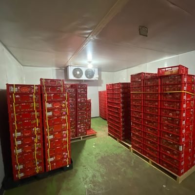 Mangosteen export lots staged in the cold room