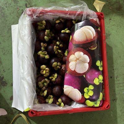 Graded mangosteen in a lined crate, ready for packing