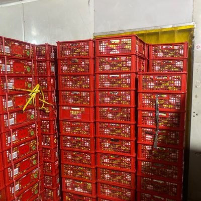 Palletised mangosteen crates in cold storage