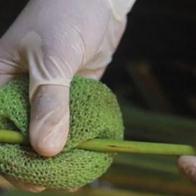 Cleaning each stem by hand