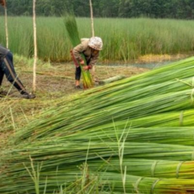 Bundling freshly harvested purun in the field