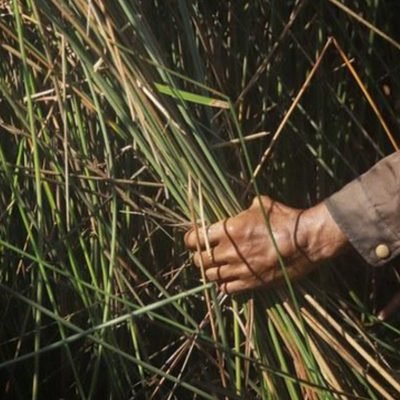 Harvesting purun reed from the wetland