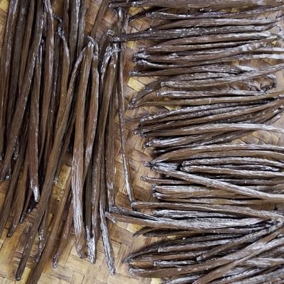 Cured vanilla beans conditioning on a woven tray