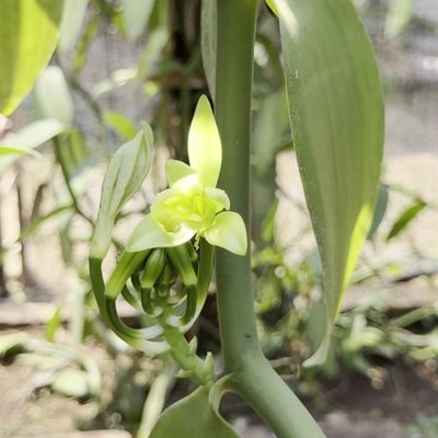 Vanilla orchid flower in bloom