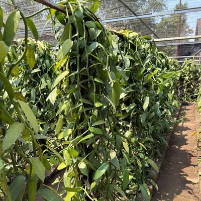Vanilla vines growing in a shade house