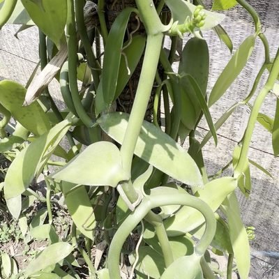 Vanilla planifolia vine with flower buds